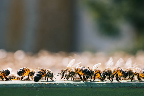 Close up image of honeybees on a sunny day
