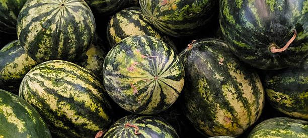 istock Fresh watermelon from the orchard. Agricultural products. 2220107668