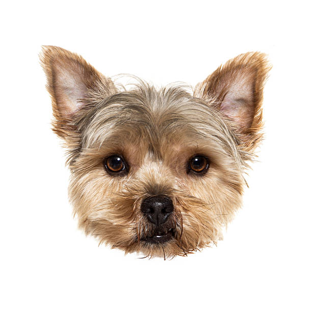 Head of adorable yorkshire terrier peeking over a white background