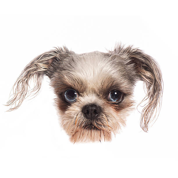 istock Wet long haired dog peeking with its big eyes and making a funny face 2220110620