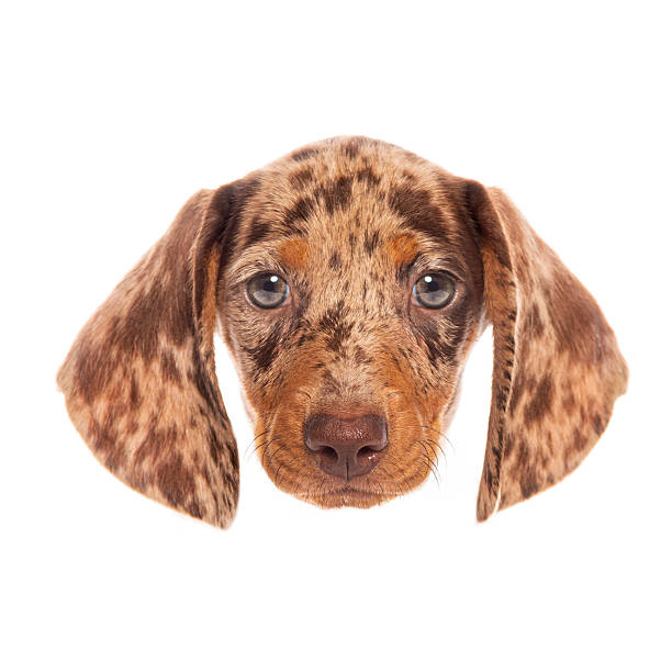 istock Adorable dachshund puppy posing on white background 2220110621