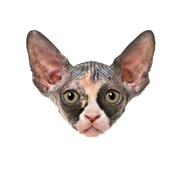 istock Sphynx cat peeking over white background with big ears and curious expression 2220110681