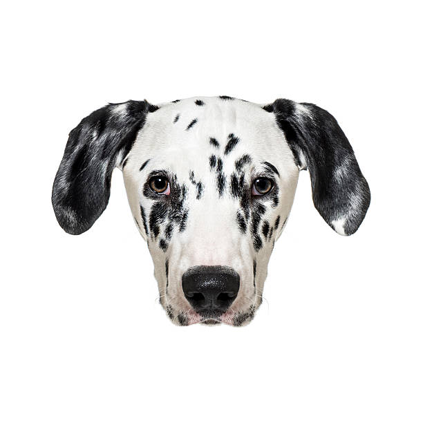 istock Dalmatian dog showing its beautiful face and looking at the camera 2220110697