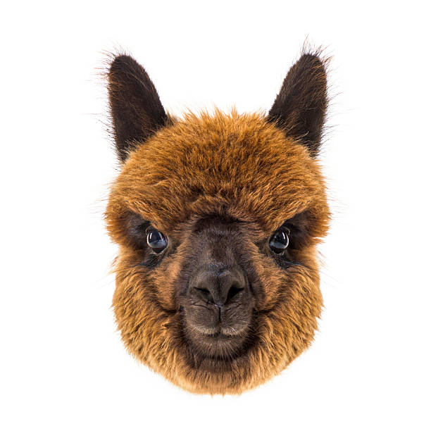 istock Close up of surprised alpaca head on white background 2220110732