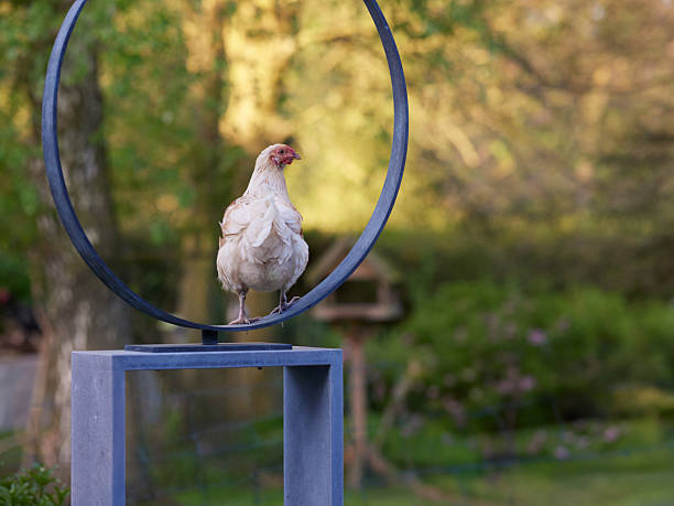 A white hen perches comically on a modern, circular garden sculpture. The scene is set in a beautiful, soft-focus garden during golden hour, creating a warm and whimsical mood.