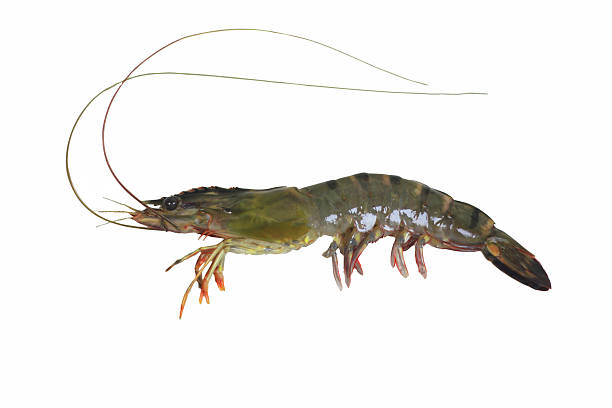 istock Black Tiger Shrimp Isolated on White Background  Clipping Path Included 2220111308