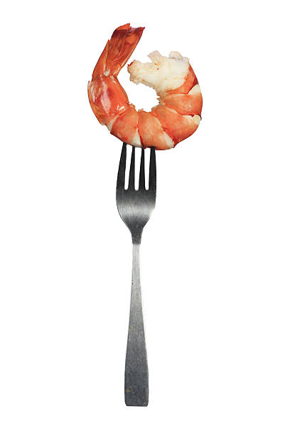 istock Boiled Black Tiger Shrimp Peeled Except Tail on Stainless Steel Fork on White Background  Clipping Path Included 2220111363