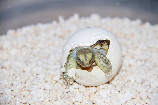 istock Nature Photography  Turtle Hatching Scene 2220111449