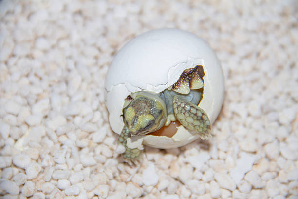 istock Close-Up of Turtle Hatching from Egg 2220111458