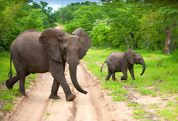 Botswana  Chobe national park mother elephant and her calf