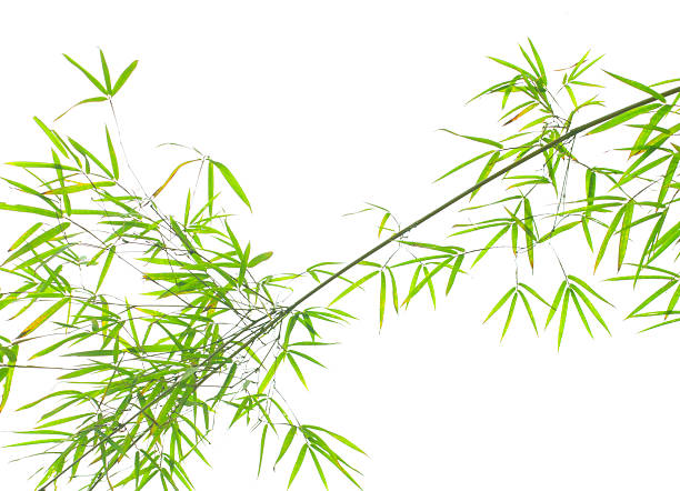 China Guilin, a branch of bamboo against a white sky
