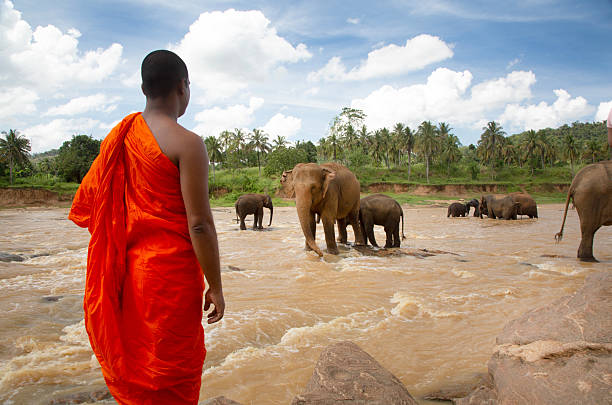 Sri Lanka, The Pinnawala  river asian elephants reserve having play time. in river , male buddhist tourrist watches
