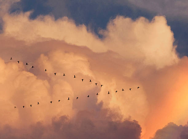Migrating flock canada geese against sunrise cloud