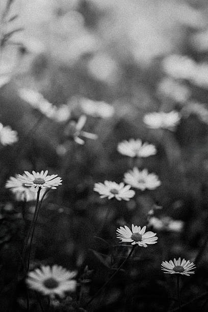istock Daisy meadow in black and white editing 2220113271