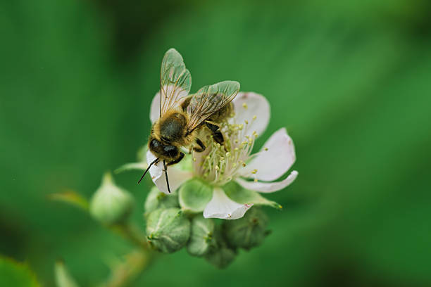 istock A Bee Buzzing While Pollinating a Colorful Flower in Natures Beautiful Garden Setting 2220113351