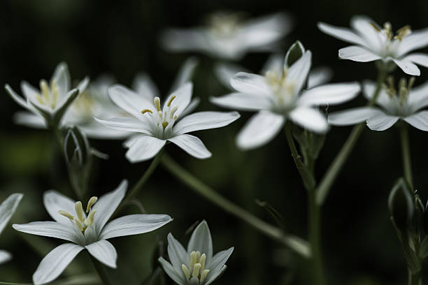 A close-up of several white, star-shaped flowers with yellow centers and green buds, likely Ornithogalum (Star-of-Bethlehem).