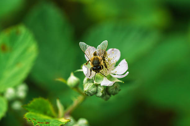 A close-up of a bee on a white flower, showcasing nature's beauty and the importance of pollinators.