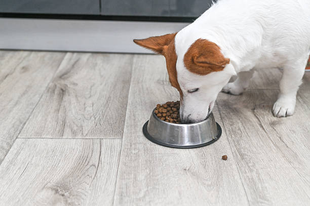 istock Jack Russell eats dog food from a metal bowl. 2220116445