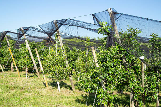 Hail and sun protection nets over the apple orchard