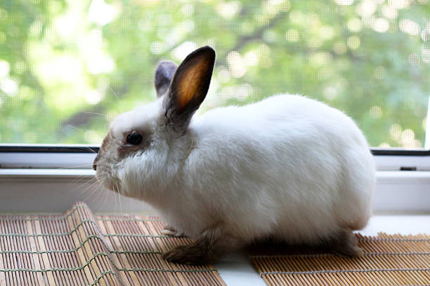 istock Gray decorative rabbit, domestic animal. 2220117063