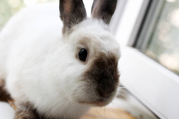 istock Gray decorative rabbit, domestic animal. 2220117064