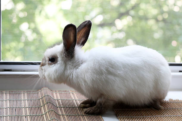 istock Gray decorative rabbit, domestic animal. 2220117089