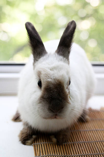 istock Gray decorative rabbit, domestic animal. 2220117091