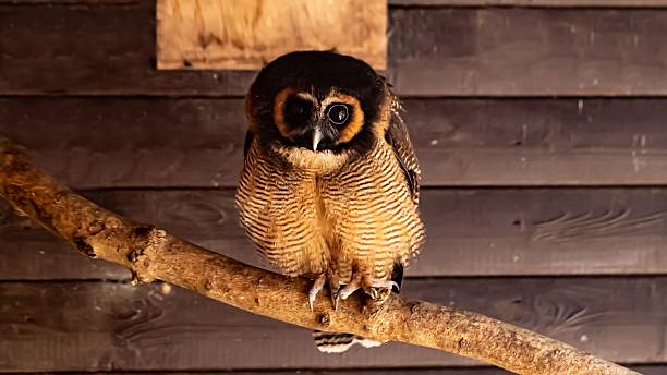 istock Brown Wood Owl In Barn. 2220117705