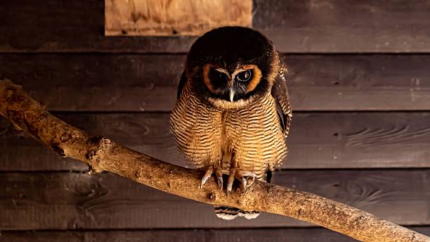 istock Brown Wood Owl Looking Down. 2220117963