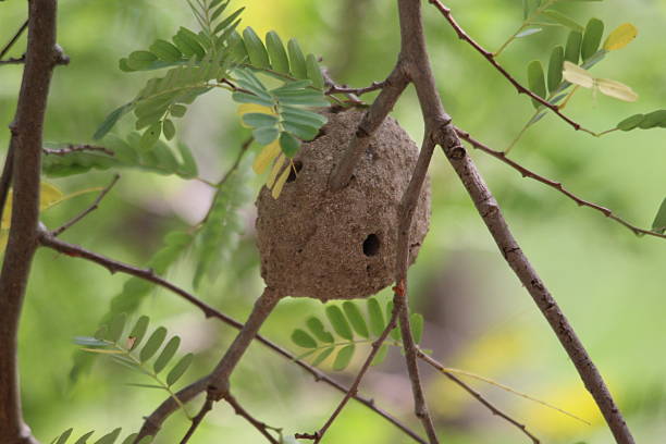 istock A wasp nest hanging on the tree 2220118173