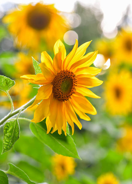 istock Blooming Sunflower in Natural Light 2220118258