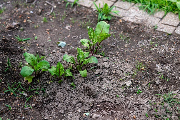Fresh young beet plants sprouting in a compact urban garden bed. Their vibrant green leaves and rich soil highlight early growth stages in sustainable, small-space vegetable gardening. A modern approach to homegrown food and self-sufficient living in the city