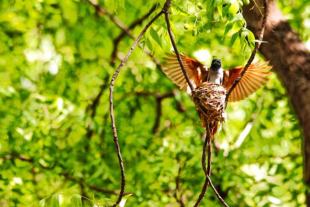 Close-up of three hungry robin chicks, in hidden nesting area.\n\nTaken in Santa Cruz, California. USA
