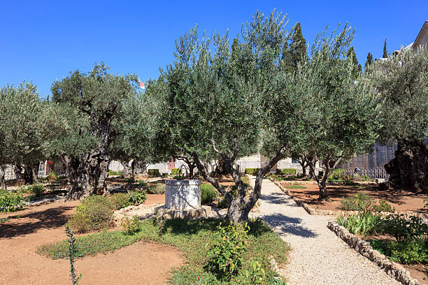 istock Olive Trees in the Garden of Gethsemane, Jerusalem 2220118580
