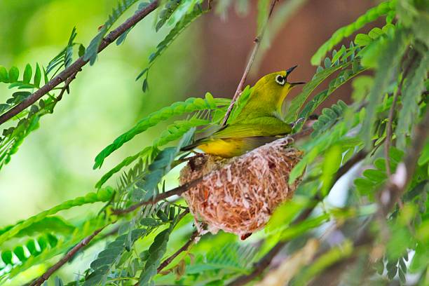 istock Indian White-eye (Zosterops palpebrosus ) on nest 2220118622