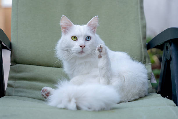 A playful white cat with one blue eye and one green eye is peeking around a cozy home. Its curiosity and cheerful demeanor highlight a carefree moment of joy indoors.