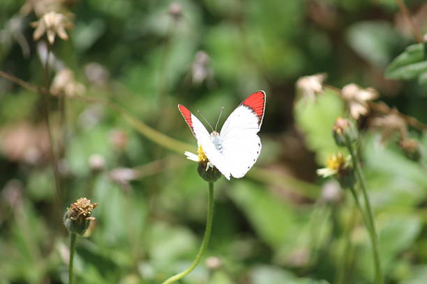 Colotis danae, also known as the crimson tip or scarlet tip. This butterfly is part of the Pieridae family, which includes yellows and whites....