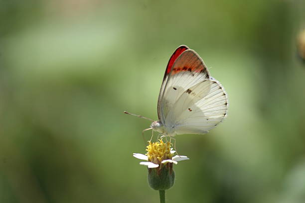 Colotis danae, also known as the crimson tip or scarlet tip. This butterfly is part of the Pieridae family, which includes yellows and whites....