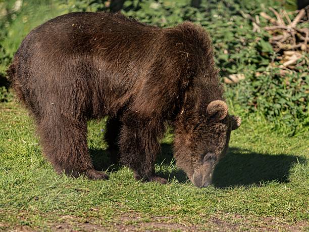 istock Grizzly Bear Foraging For Food. 2220119489