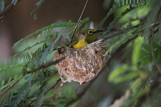 istock Indian white eye bird with nest 2220119521