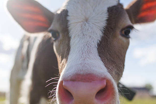 istock A friendly cow approaches with curiosity, her big eyes shining under the warm sunlight, surrounded by lush green fields and blue skies 2220119747