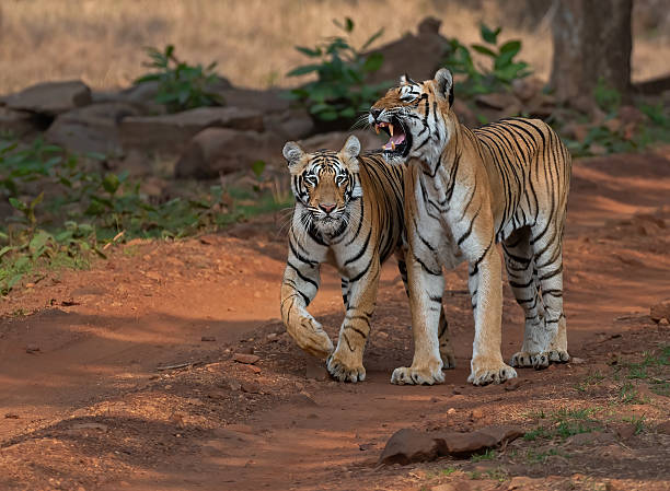 istock A tigress and her cub 2220119912