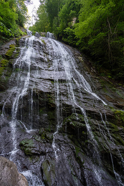 istock High waterfall in dark forest dark green plants around, logs below of waterfall 2220120176