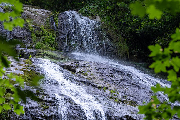 High waterfall in dark forest dark green plants around, logs below of waterfall
