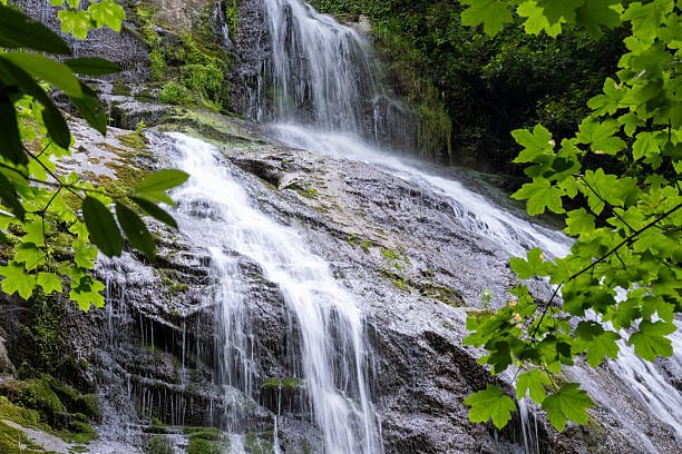 High waterfall in dark forest dark green plants around, logs below of waterfall