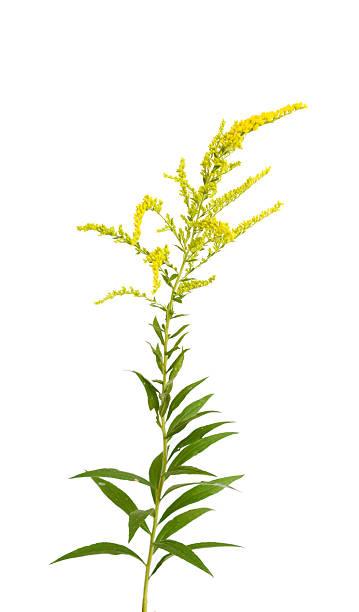istock Solidago canadensis Goldenrod flower 2220122097