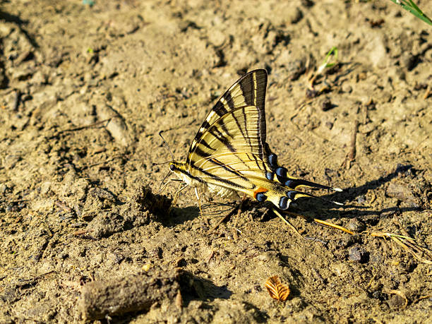 A group of yellow and black butterflies perform their dance on the ground. Iphiclides podalirius or Scarce swallowtail