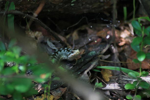 istock The viper in the forest 2220122233