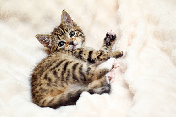 istock Kitten is resting on a soft blanket the fluffy cute young kitten is looking towards the camera 2220122427