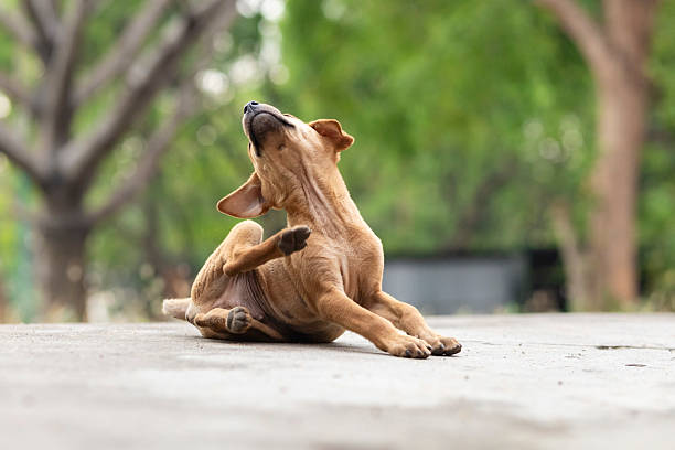 istock Indian street dogs 2220122703